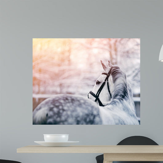 Portrait of a gray sports horse in the winter Wall Mural