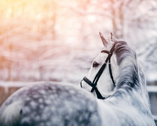 Portrait Of A Gray Sports Horse In The Winter Wall Decal 2