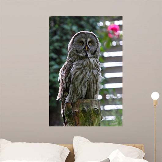 Owl Wall Decal