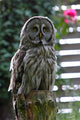 Owl Wall Decal