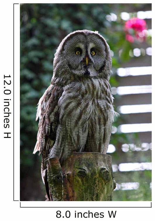 Owl Wall Decal