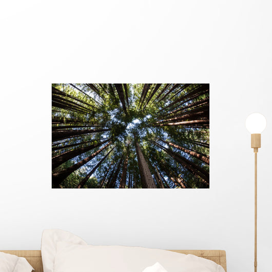 Canopy of Redwood Forest Wall Mural
