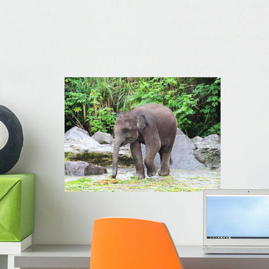 Baby Elephant Eats Grass Wall Decal