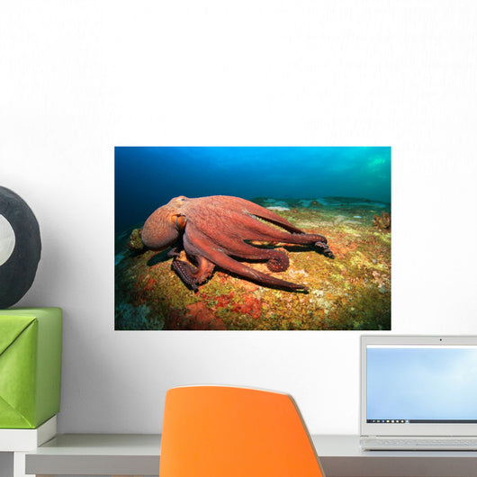 Octopus Wall Mural