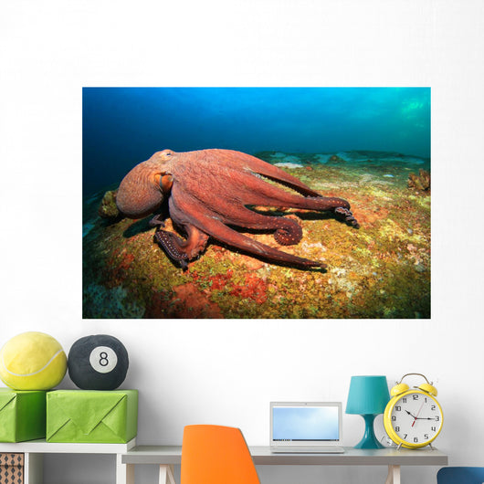 Octopus Wall Mural
