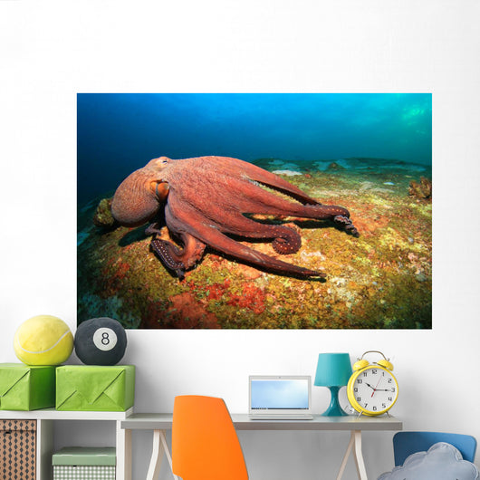 Octopus Wall Mural