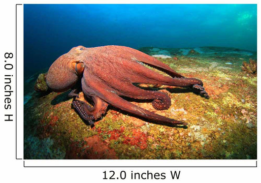 Octopus Wall Mural
