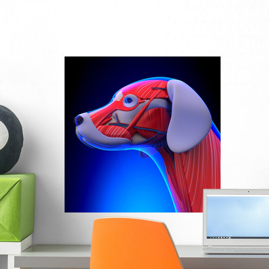 Dog Muscles Anatomy - Anatomy Wall Decal