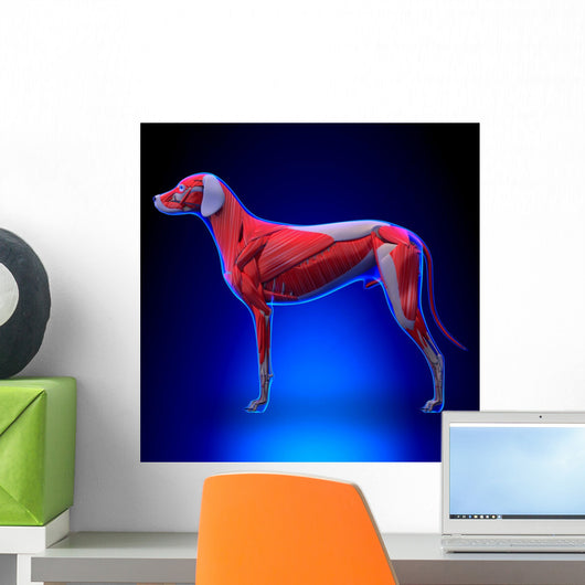 Dog Muscles Anatomy Muscular Wall Decal