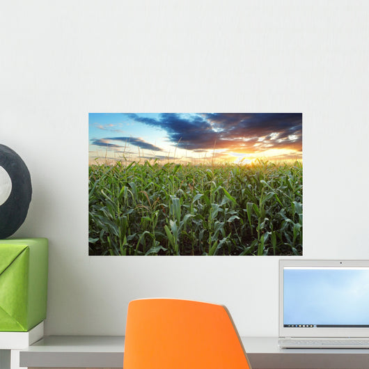 Corn field Wall Mural