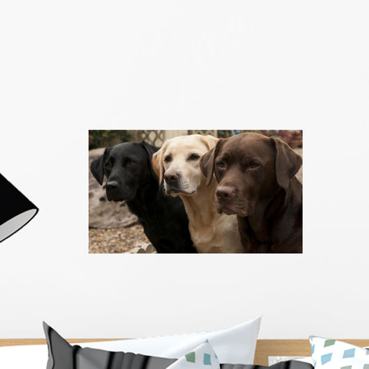 Three Colors Labrador Wall Decal