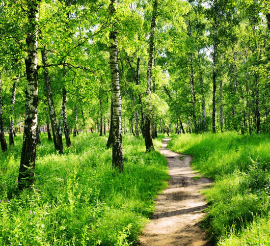 Birch Forest On A Sunny Day. Green Woods In Summer Wall Decal
