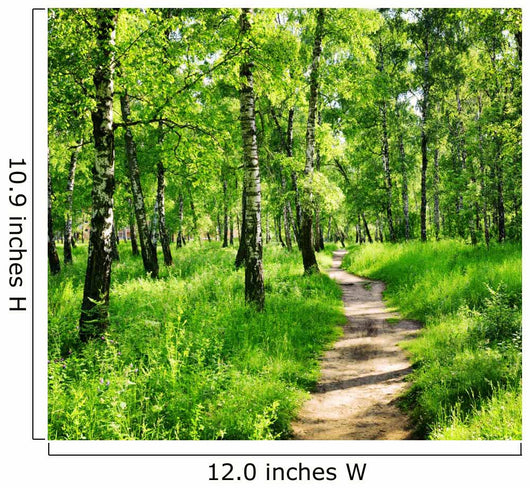 Birch forest on a sunny day. Green woods in summer Wall Mural