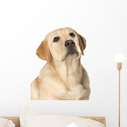 Beautiful Labrador retriever Wall Decal