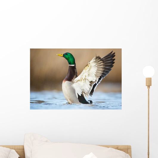 a wild duck Wall Mural