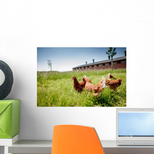 chicken on traditional free range poultry Wall Mural