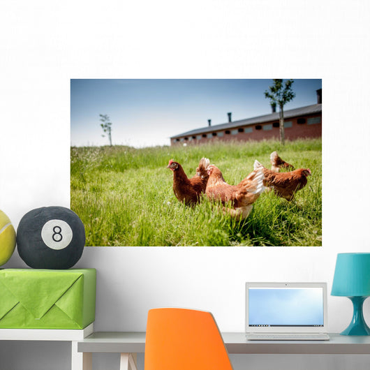 chicken on traditional free range poultry Wall Mural