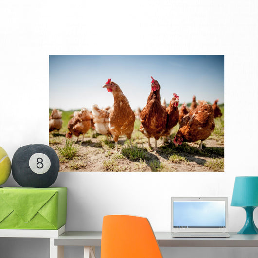 chicken on traditional free range poultry Wall Mural