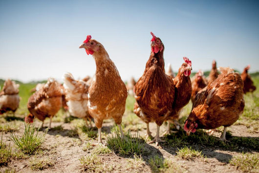 Chicken On Traditional Free Range Poultry Wall Decal