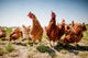 Chicken On Traditional Free Range Poultry Wall Decal