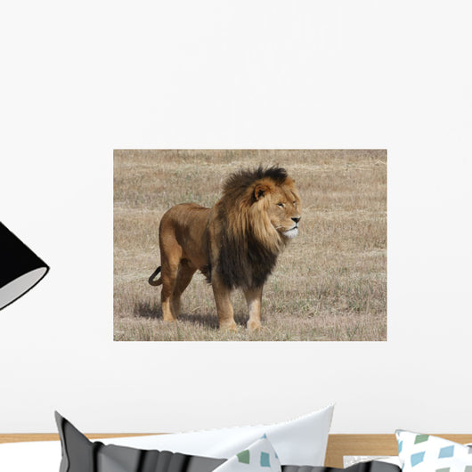 Lion Panthera leo Wall Mural