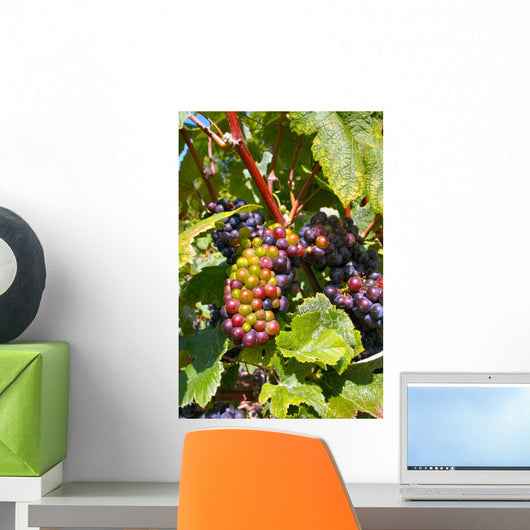Champagne Grapes Wall Mural