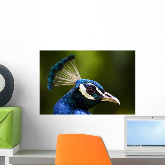 portrait of a peacock Wall Mural