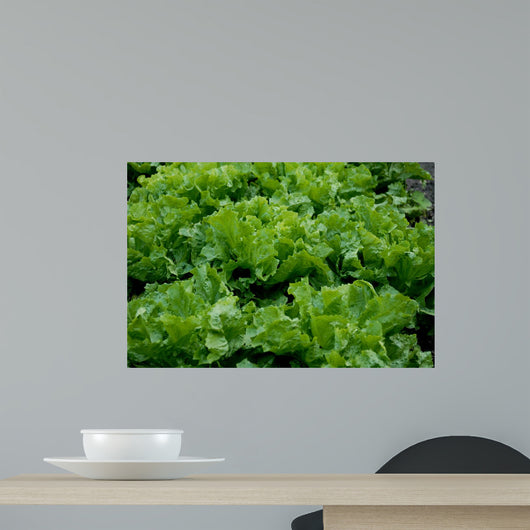 Endive Wall Decal