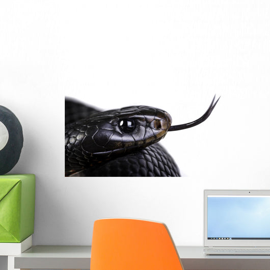 Red Bellied Black Snake Wall Decal