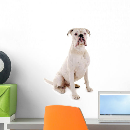 Sitzender Weisser Boxer Hund Wall Decal