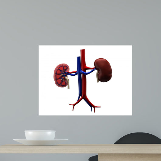 Human Kidney Wall Decal
