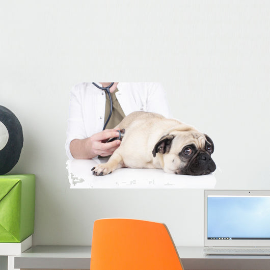 Vet Examines Pug Wall Decal