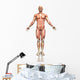 3D Male Figure with Wall Decal