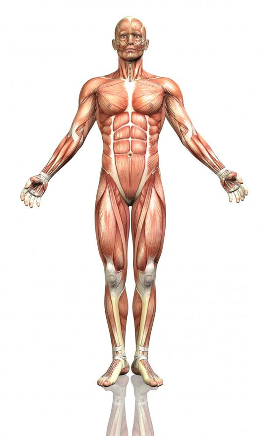 3D Male Figure with Wall Decal