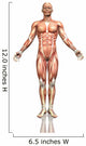 3D Male Figure with Wall Decal