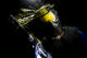 Paintball Wall Decal Design 1