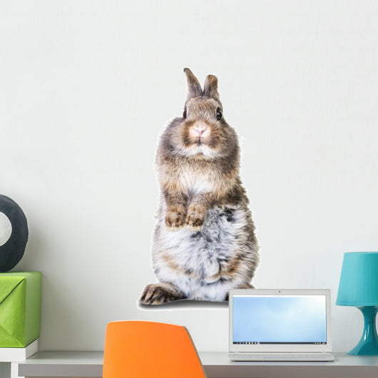 Guck Guck Osterhase Karte Wall Decal