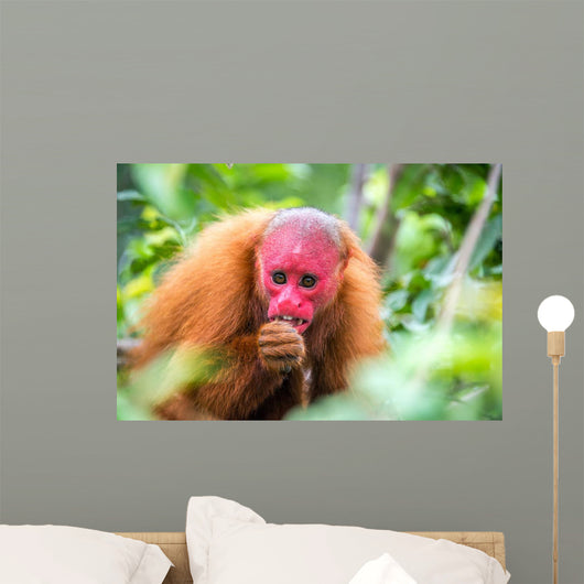 Bald Uakari Monkey Wall Decal