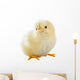 Little Chicken Wall Decal Design 2