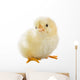 Little Chicken Wall Decal Design 2
