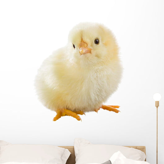 Little Chicken Wall Decal Design 2