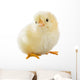 Little Chicken Wall Decal Design 2