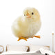 Little Chicken Wall Decal Design 2
