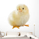 Little Chicken Wall Decal Design 2