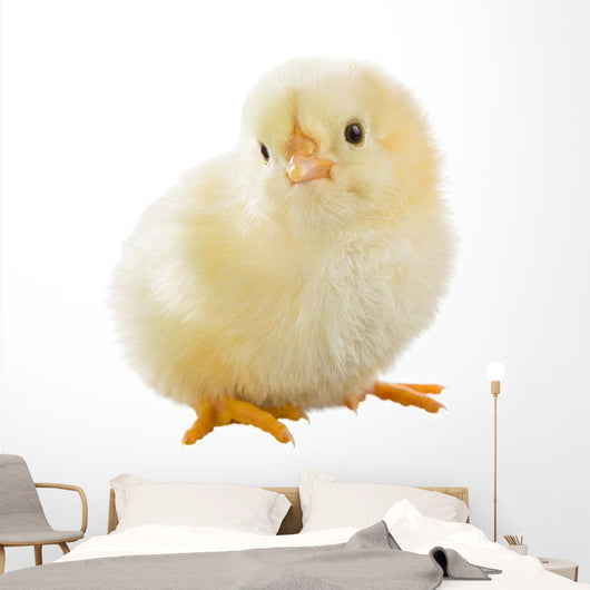 Little Chicken Wall Decal Design 2
