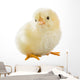 Little Chicken Wall Decal Design 2