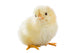 Little Chicken Wall Decal Design 2