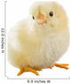 Little Chicken Wall Decal Design 2