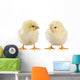 Little Chicken Wall Decal Design 1