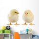 Little Chicken Wall Decal Design 1